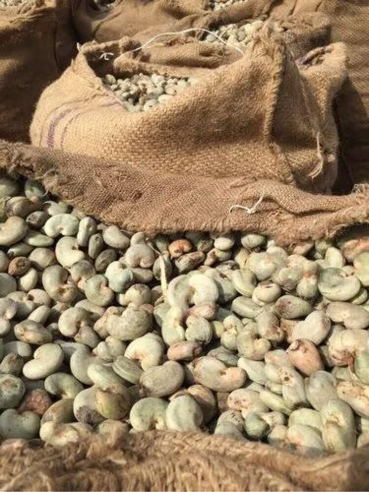 Raw cashew nuts in sacks