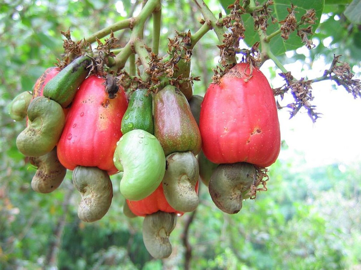 Fresh cashew apples and nuts on the tree