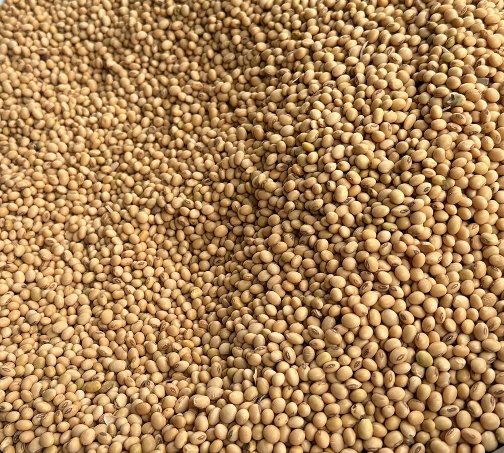 Harvested soybeans